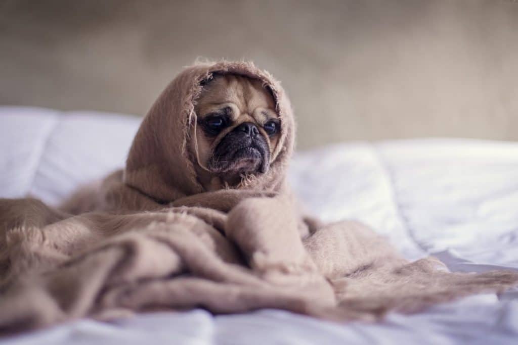 Pug in blanket | Tips to Conserve Heat In Winter