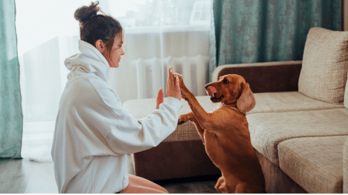 Dog high-fiving owner