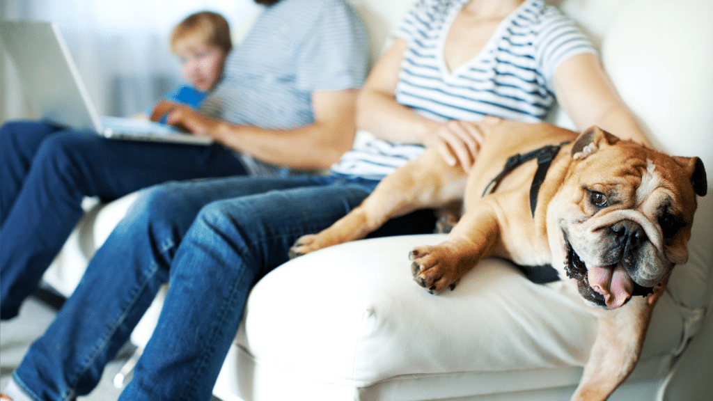 Bulldog and family on couch