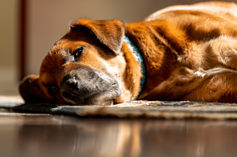 Dog Sleeping In The Sun