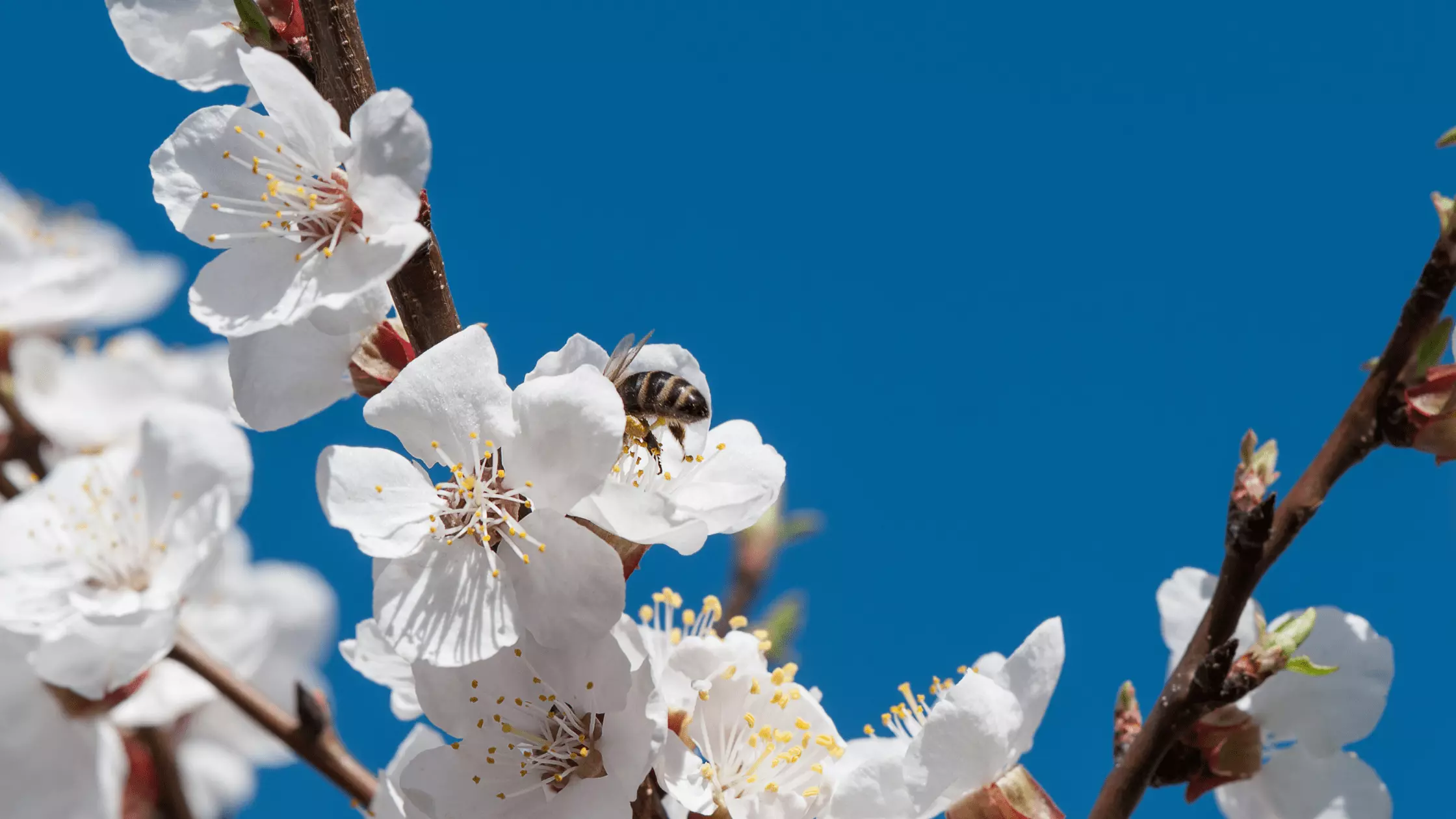 Spring Home Maintenance Tips | Bee collects nectar from a white cherry blossom against the blue sky