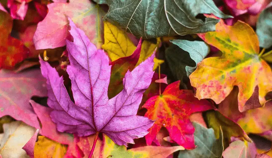 Fall Maintenance Tips For Your Home’s HVAC System