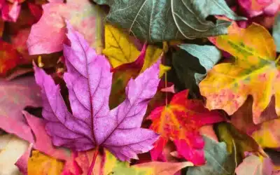 Fall Maintenance Tips For Your Home’s HVAC System