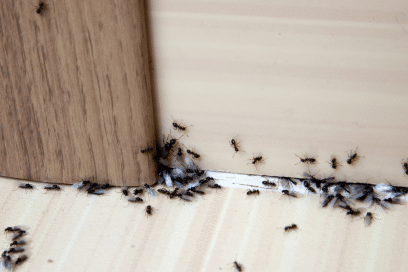Home Maintenance - Deter Insects and Pests