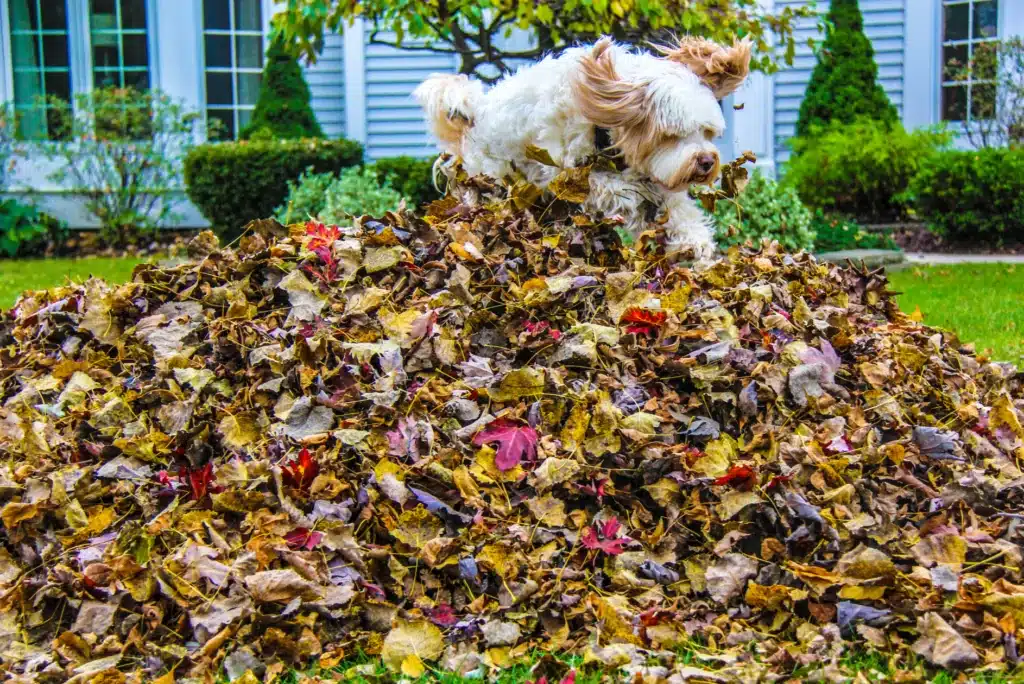 Fall Home Maintenance Tips | Dog jumping in leaf pile